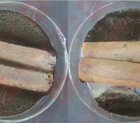 竹木产品为什么容易发霉？长出来是什么样的霉菌呢？